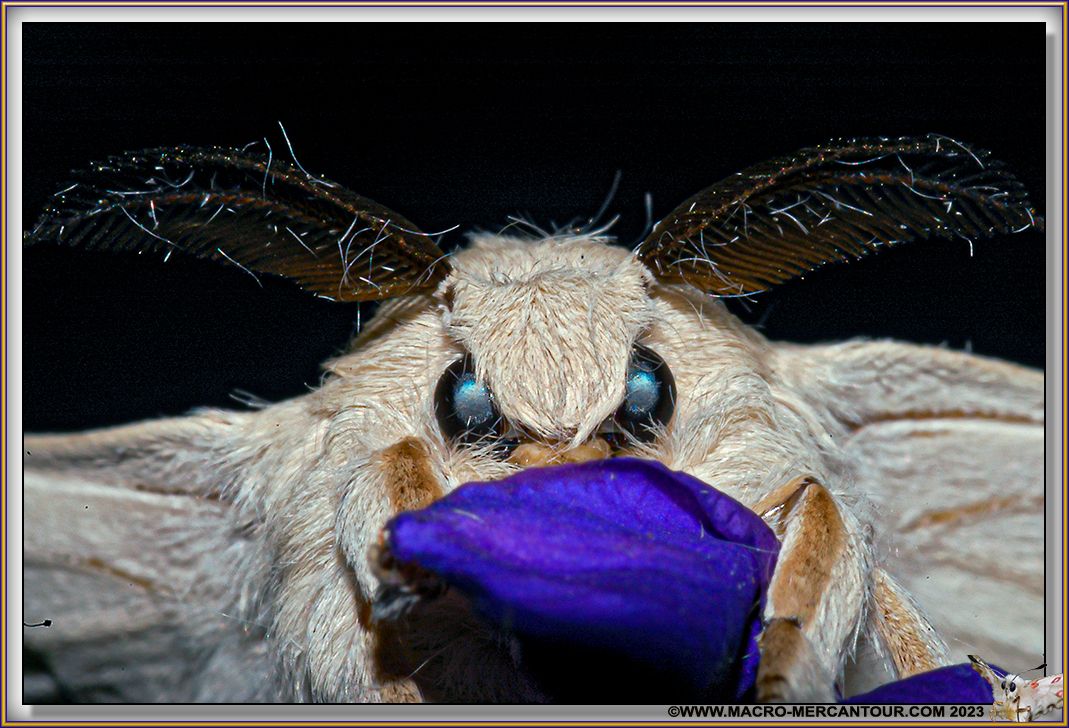 BOMBYX